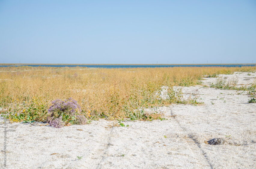 Степная растительность возле побережья Азовского моря