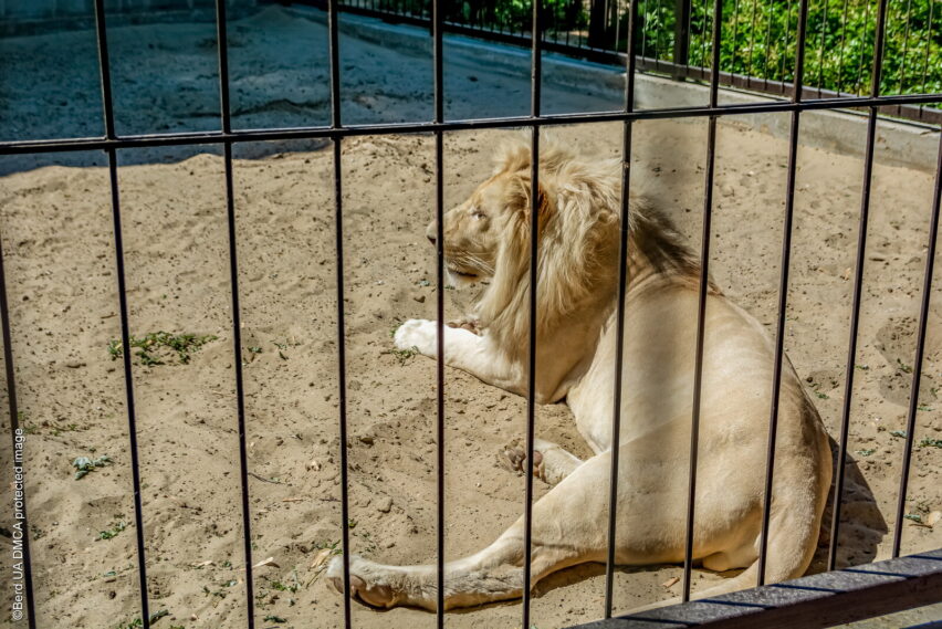 Бердянский зоопарк «Сафари»