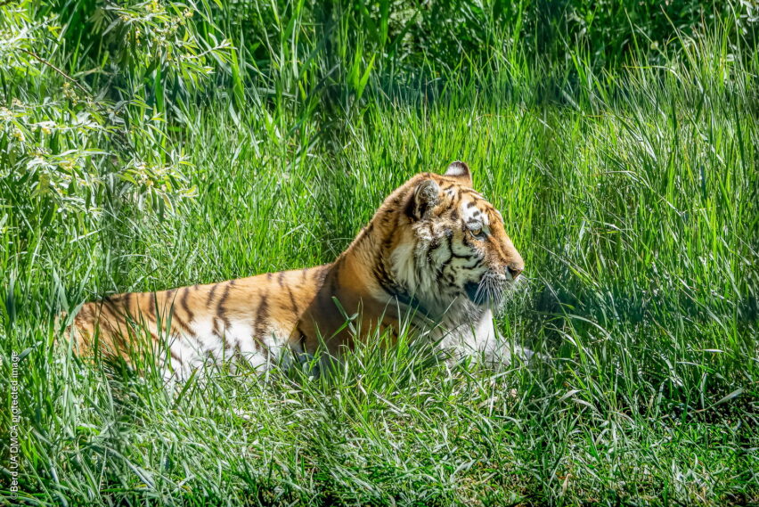 Тигр в бердянском зоопарке «Сафари»